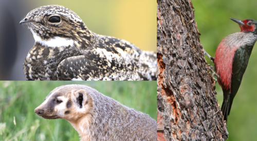 Protecting the nighthawk, American badger, yellow-bellied racer and olive-sided flycatcher