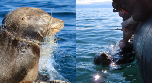 Sea lion with severe case of gilnet entanglement rescued in BC