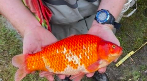 1,746 invasive goldfish removed from pond in BC